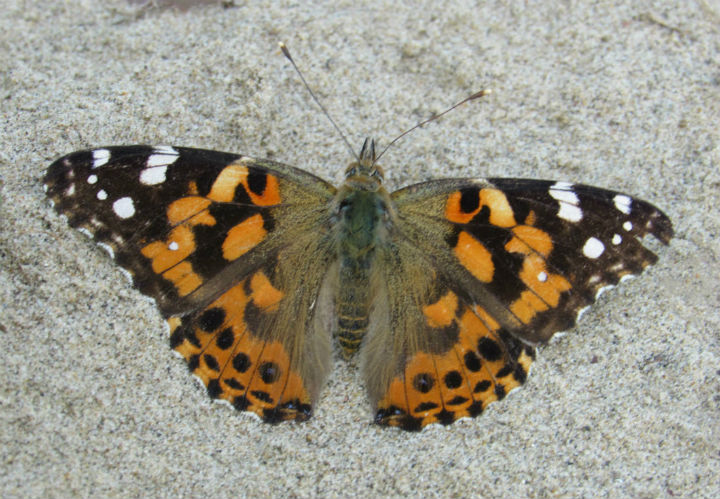 Painted Lady